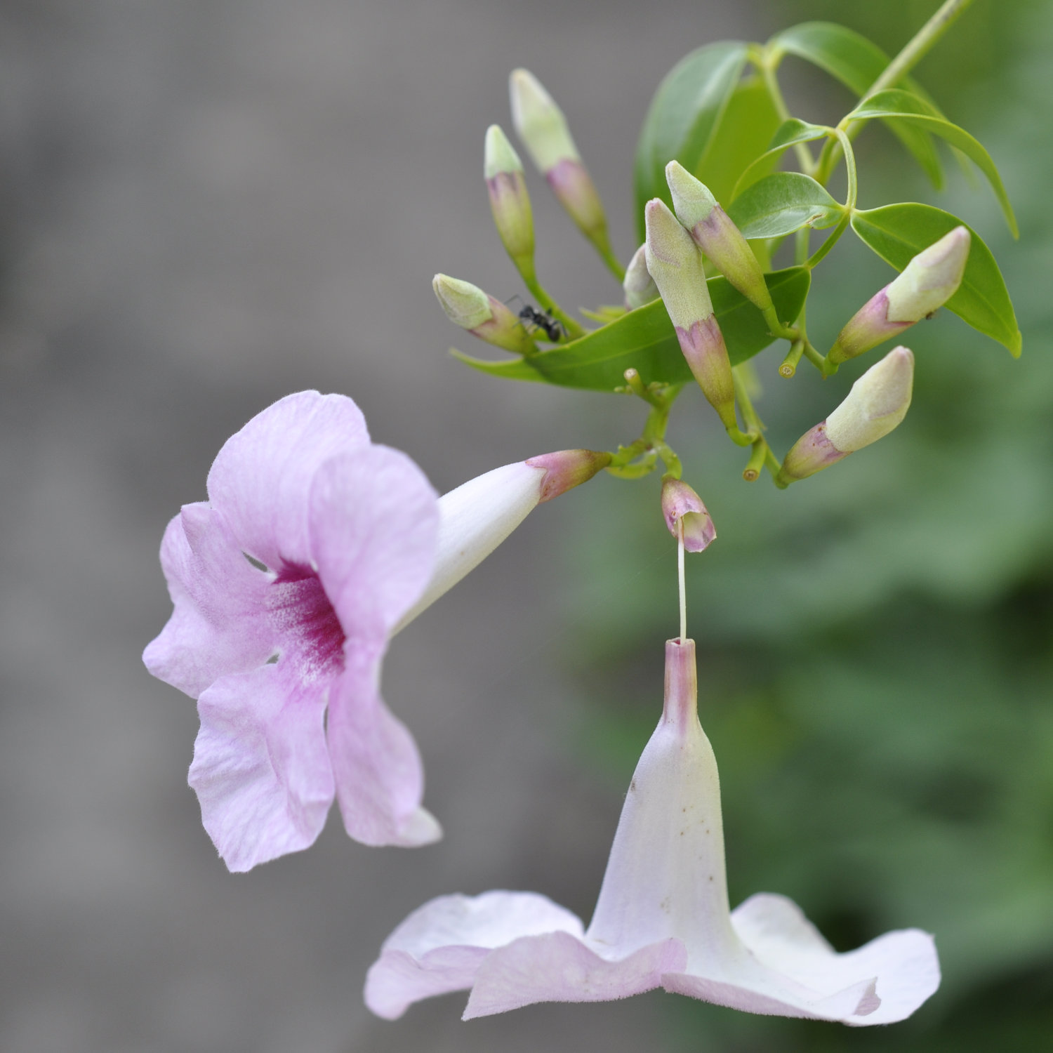 Family Bignoniaceae, the Bigonia or Trumpet Vine Family