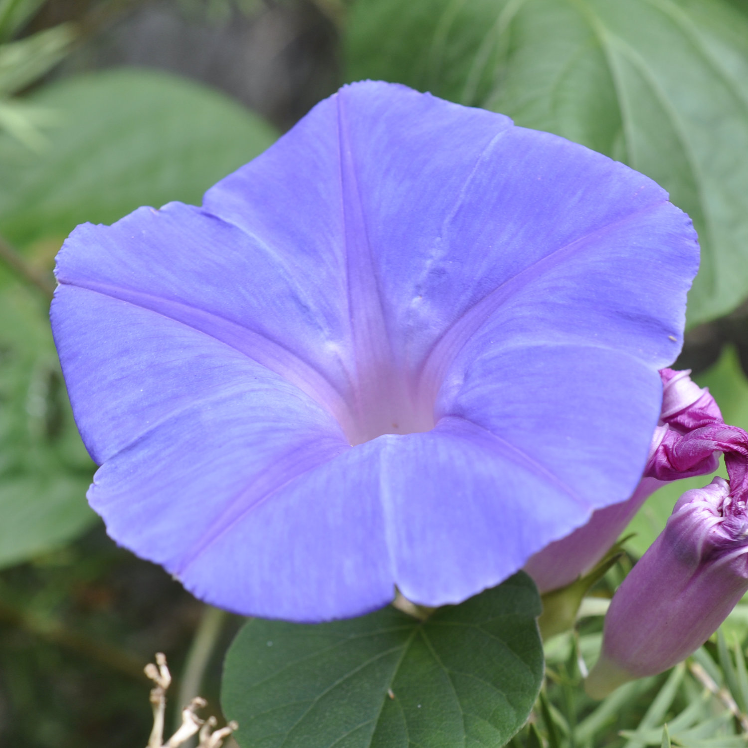 Family Convolvulaceae, the Bindweed or Morning Glory Family