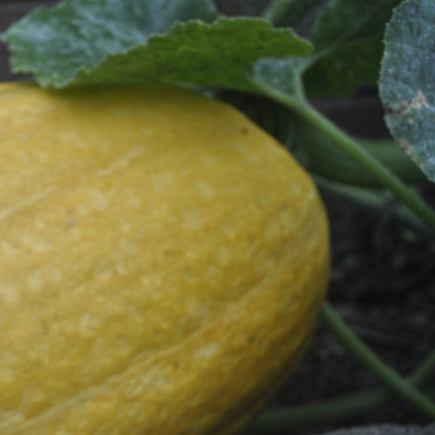 Family Cucurbitaceae, the Curcubits or the Gourd Family