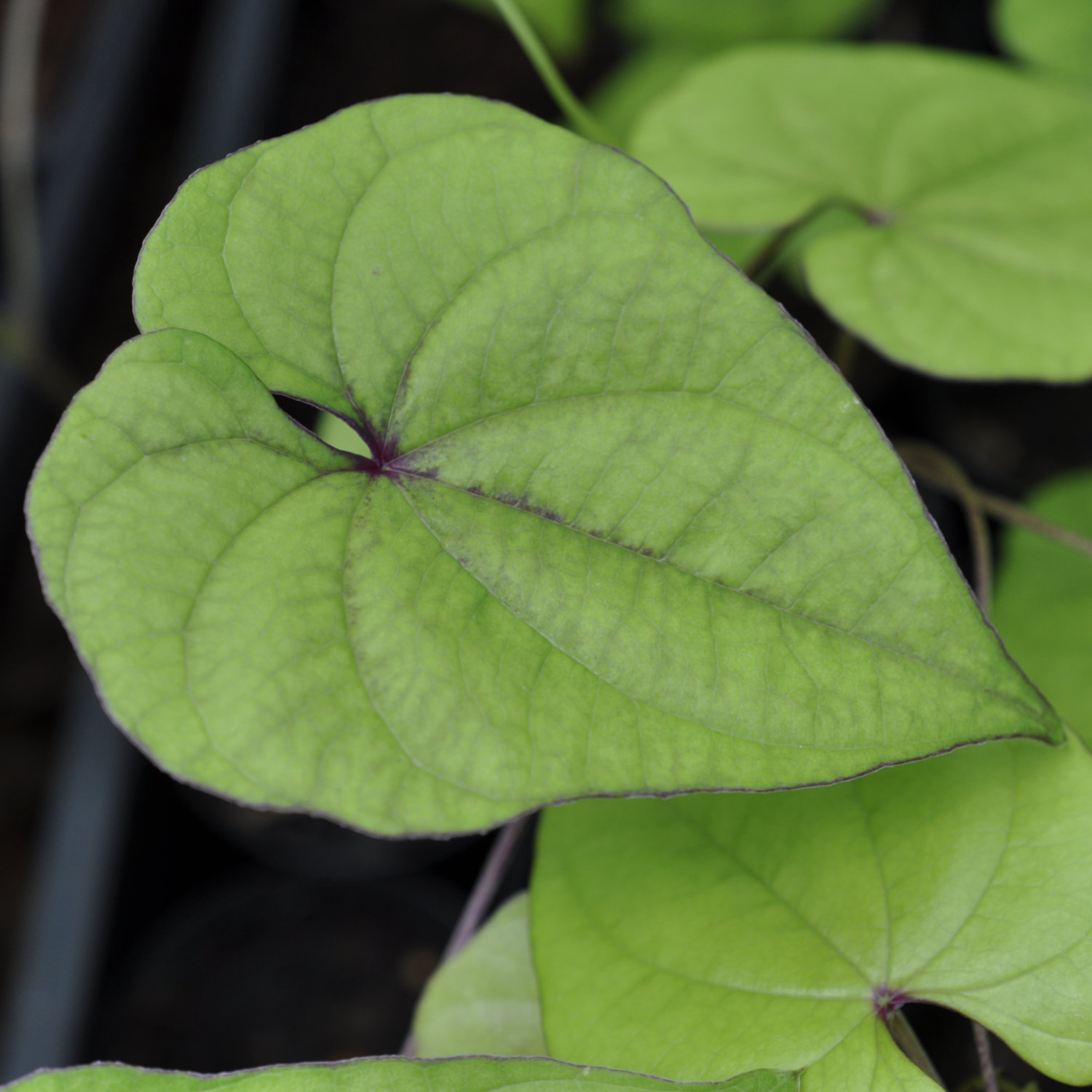Dioscoreaceae, the Yam Family