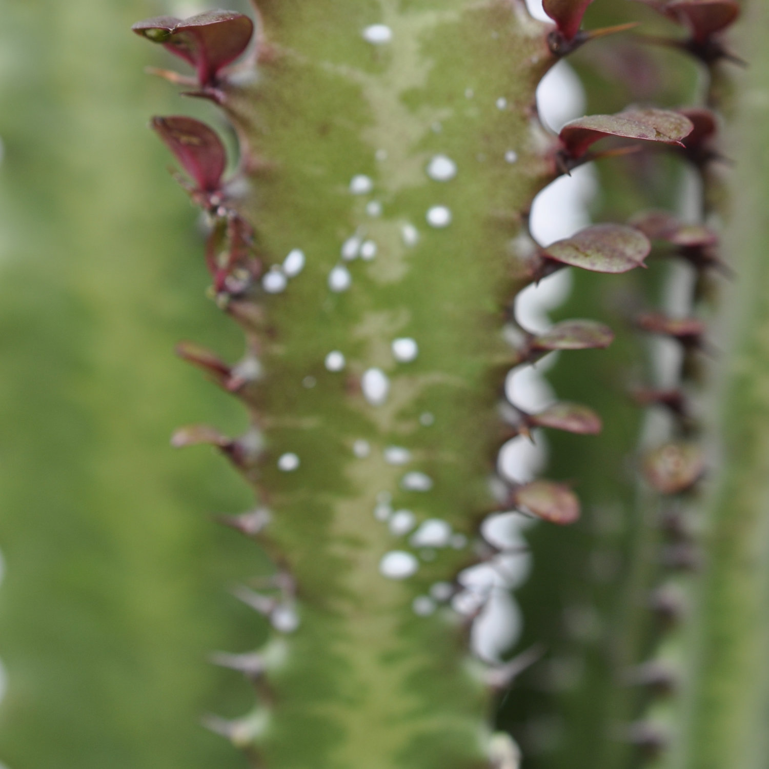 Family Euphorbiaceae, the Euphorbia or Spurge Family