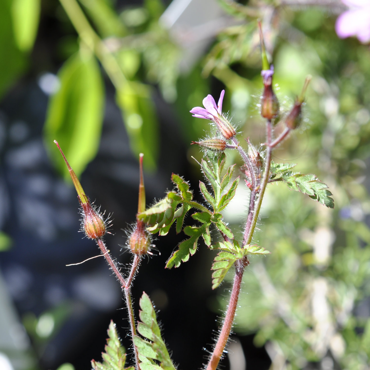 Family Geraniaceae, the Geranium Family