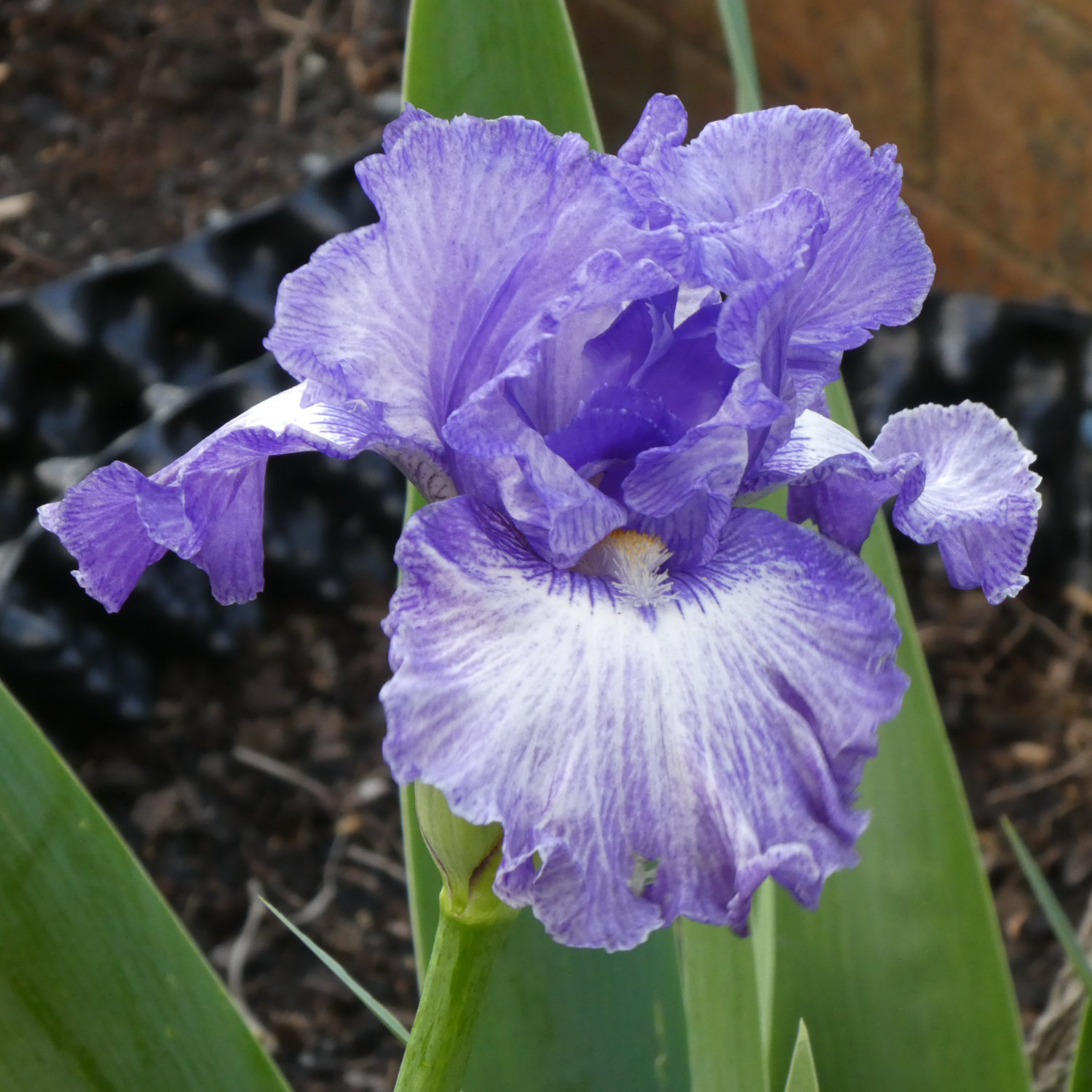 Family Iridaceae, the Iris Family