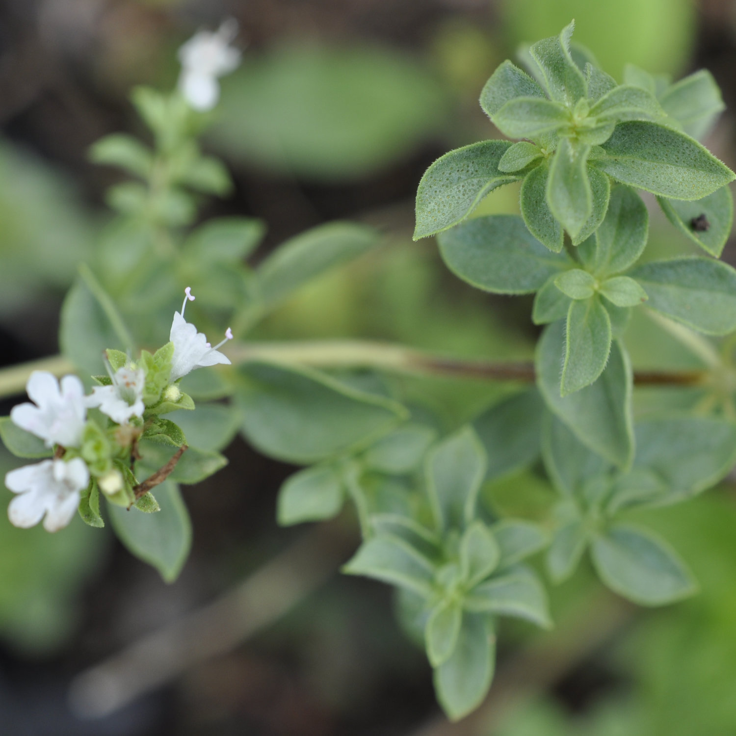 Family Lamiaceae, the Mint, Deadnettle, or Sage Family