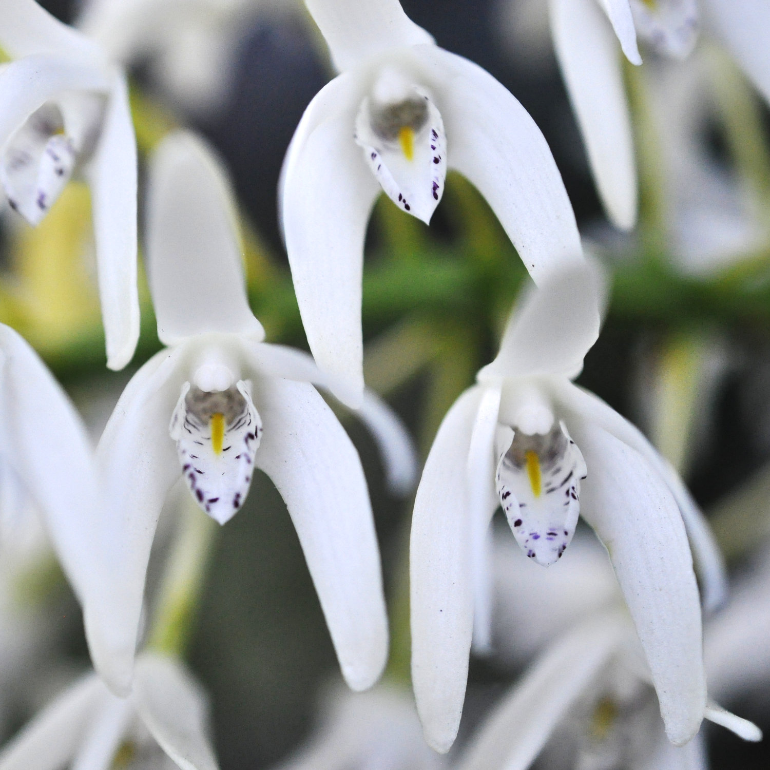 Family Orchidaceae, the Orchid Family