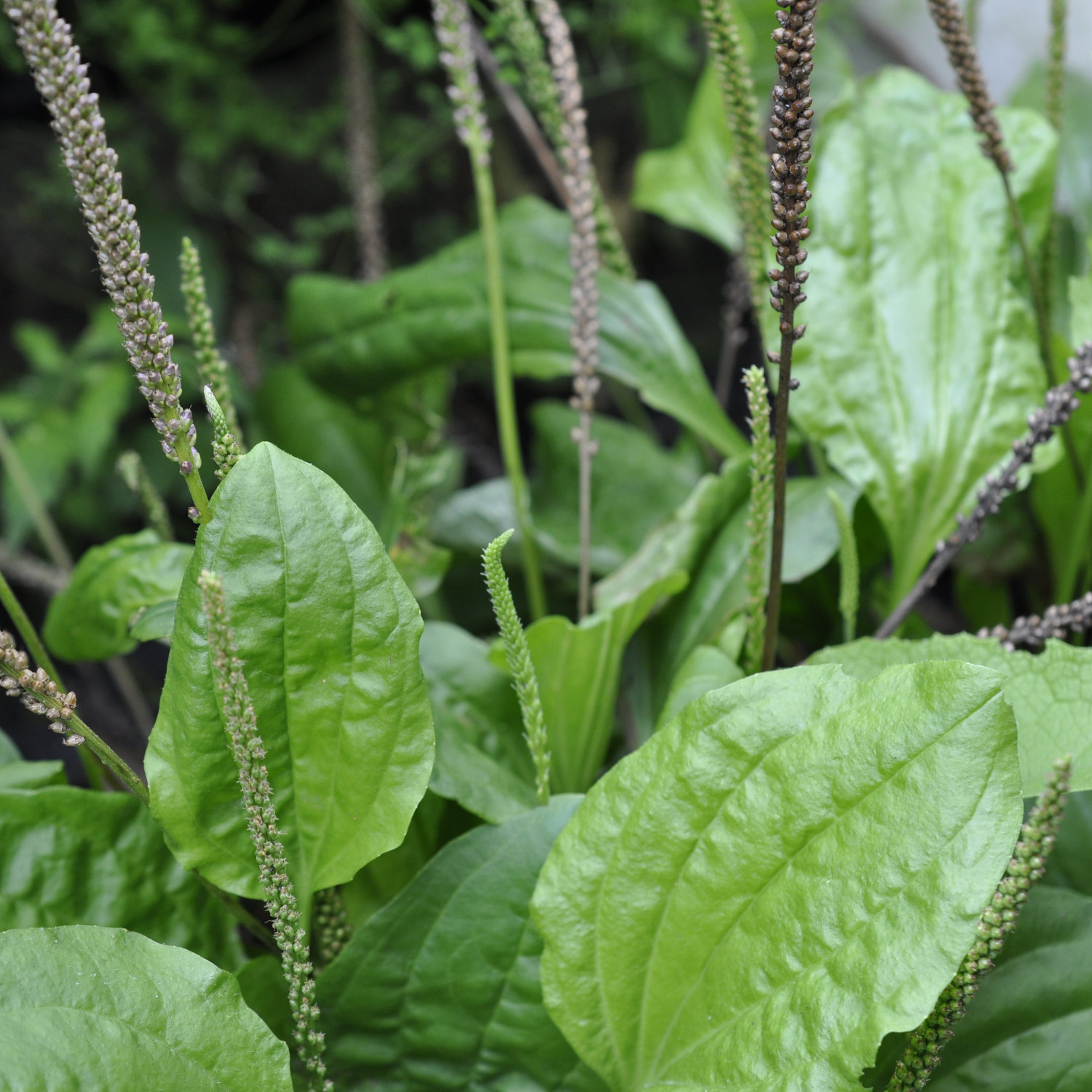 Family Plantaginaceae, the Plaintain or Veronica Family