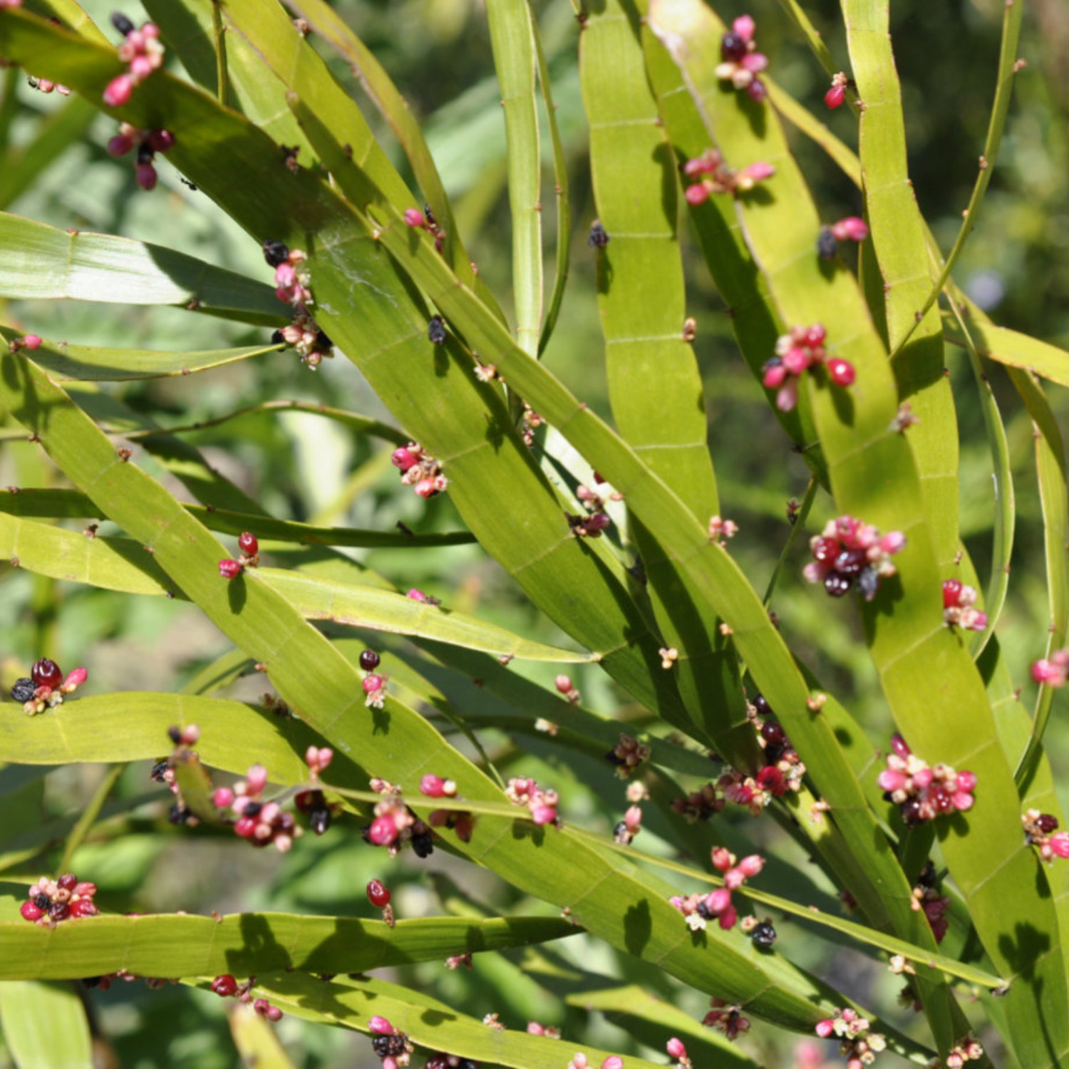 Family Polygonaceae, the Knotweed or Smartweed-Buckwheat Family