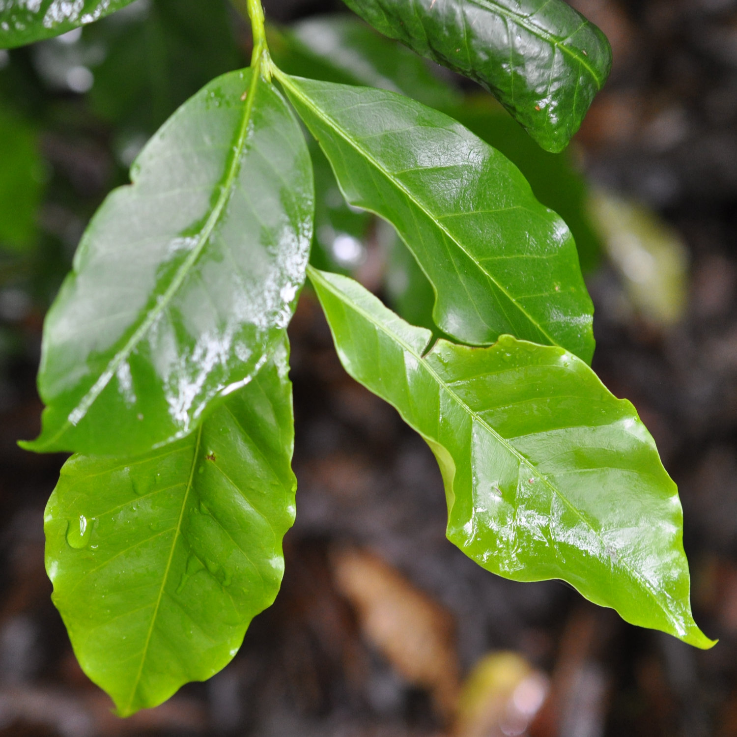 Family Rubiaceae, the Coffee, Madder, or Bedstraw Family