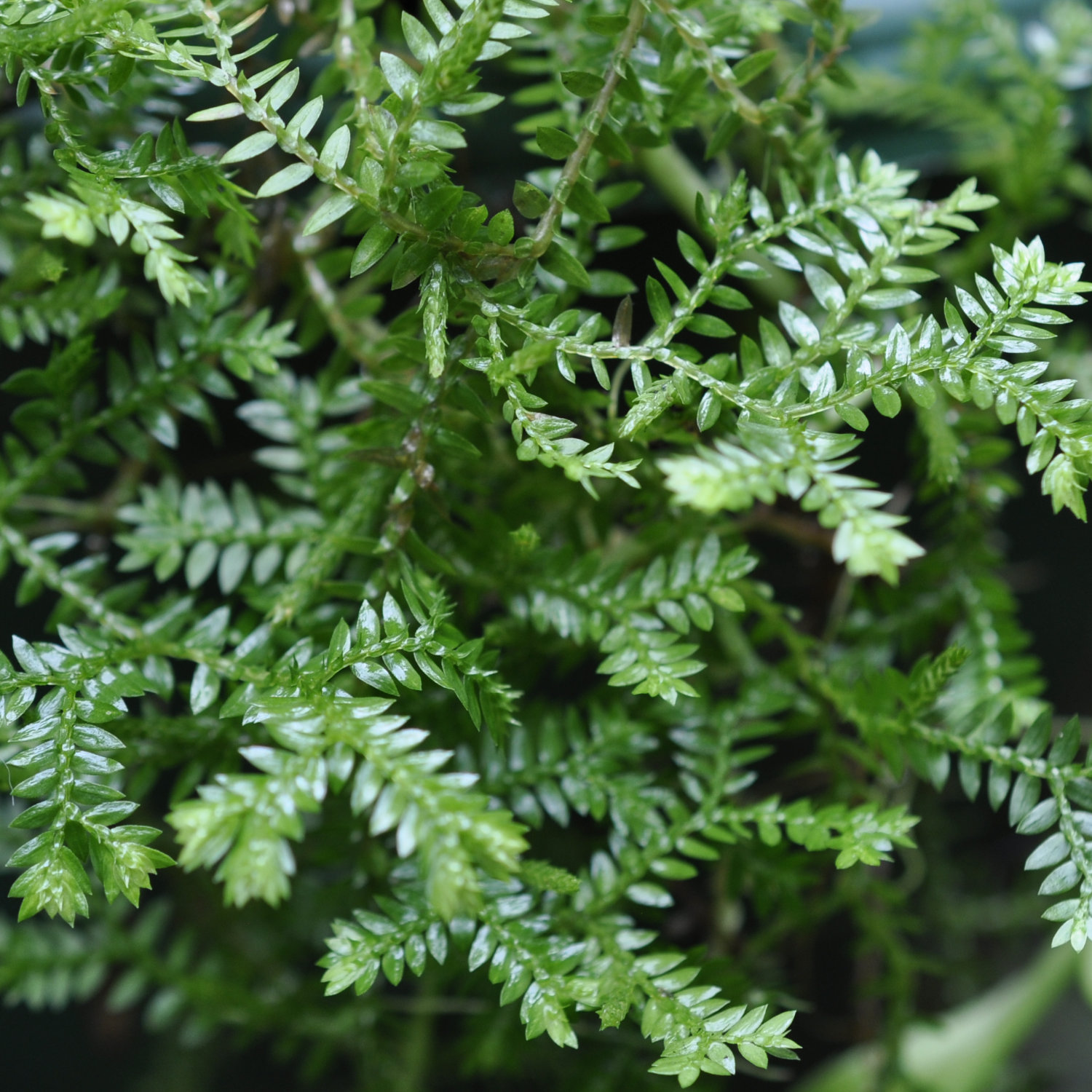 Family Selaginellaceae, the Spikemoss or Lesser Clubmosses Family